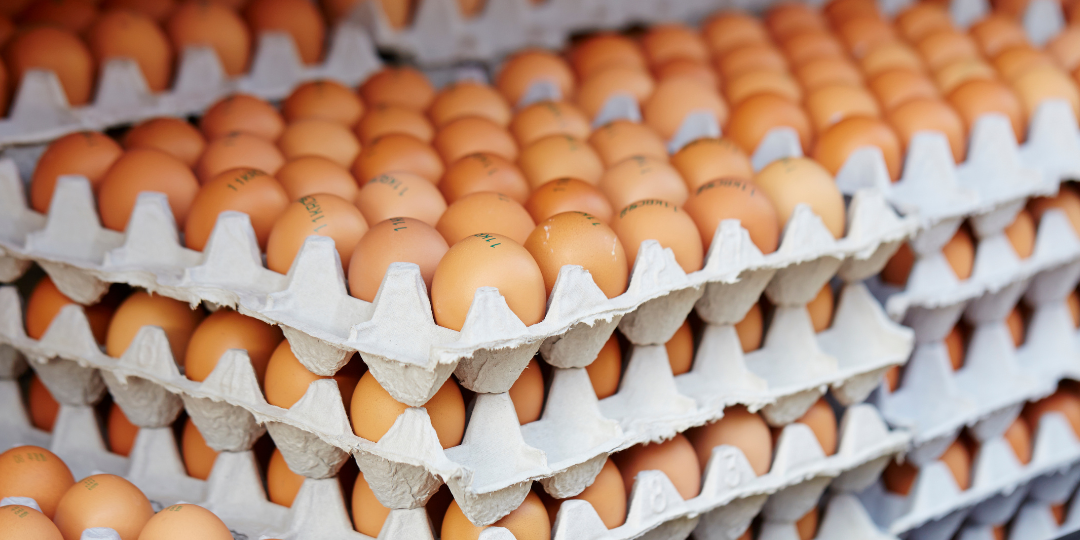 Telur Ayam Negeri Omega